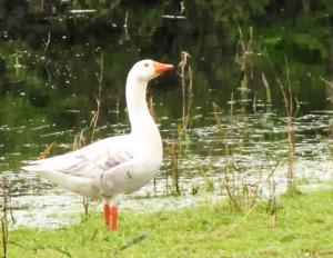 Welcome Mr. Snow-Goose  Rare Canadian visitor to Ireland.